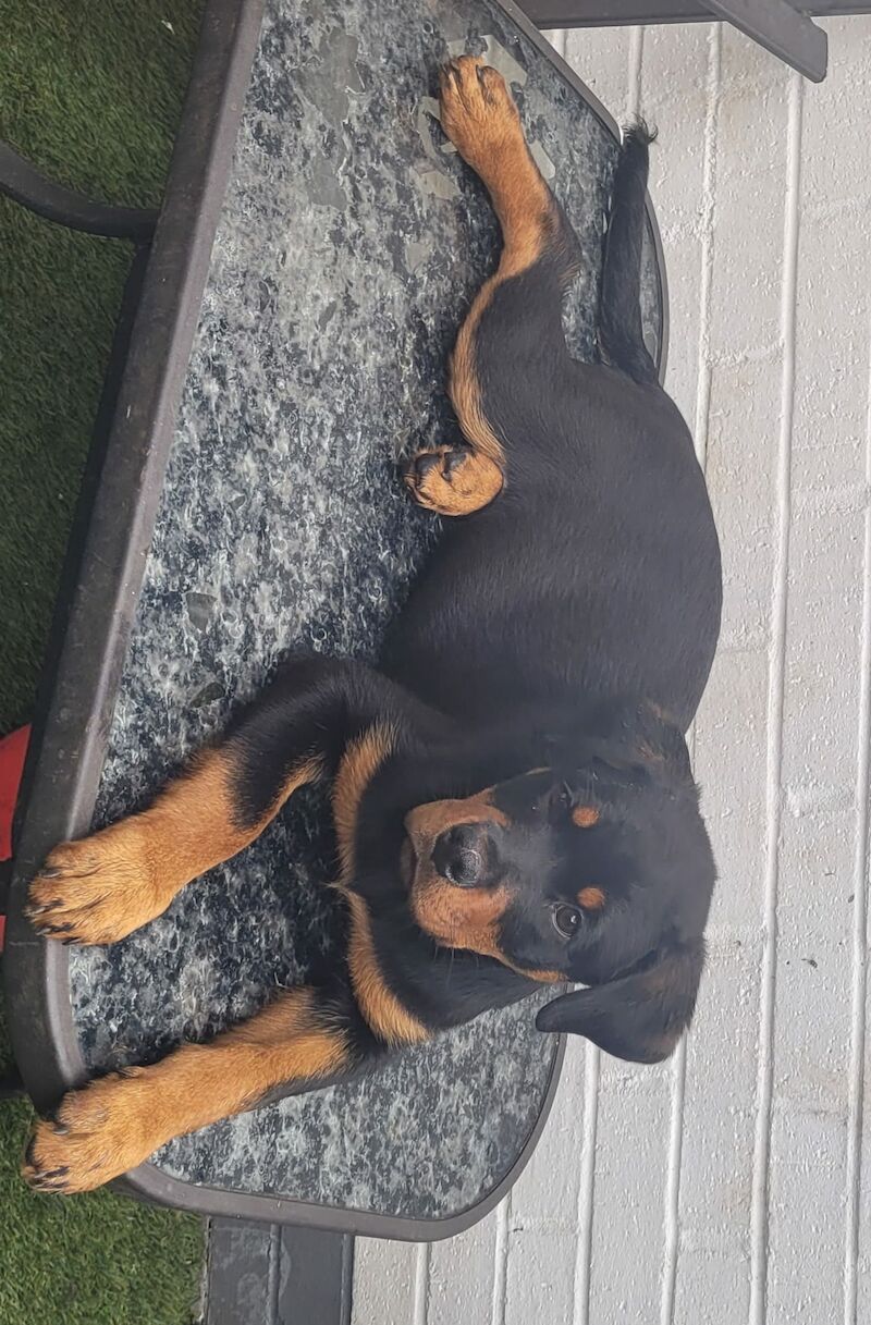 KC German Champion Bloodline Rottweiler for sale in Buckinghamshire - Image 5