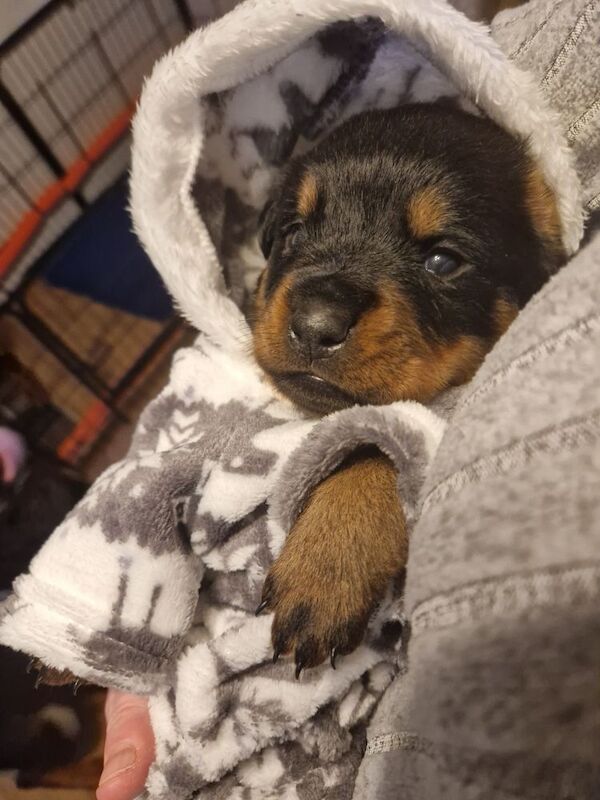 Ready now KC Rottweilers champion bloodline for sale in Milton Keynes, Buckinghamshire - Image 8