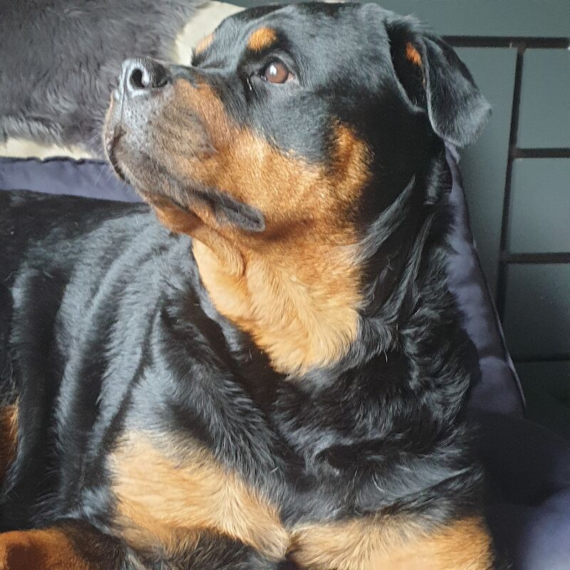 KC German Champion Bloodline Rottweiler for sale in Buckinghamshire - Image 2