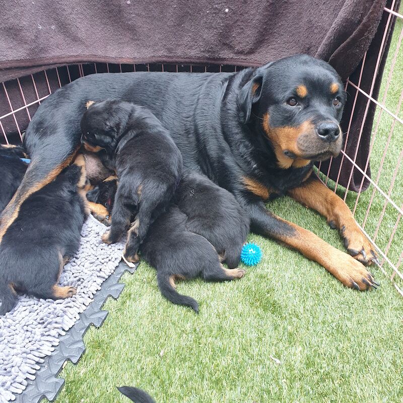 KC German Champion Bloodline Rottweiler for sale in Buckinghamshire - Image 14