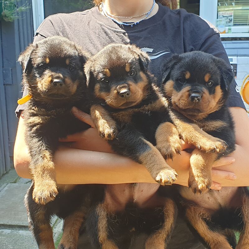 KC German Champion Bloodline Rottweiler for sale in Buckinghamshire - Image 12