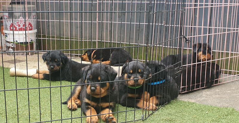 KC German Champion Bloodline Rottweiler for sale in Buckinghamshire - Image 15