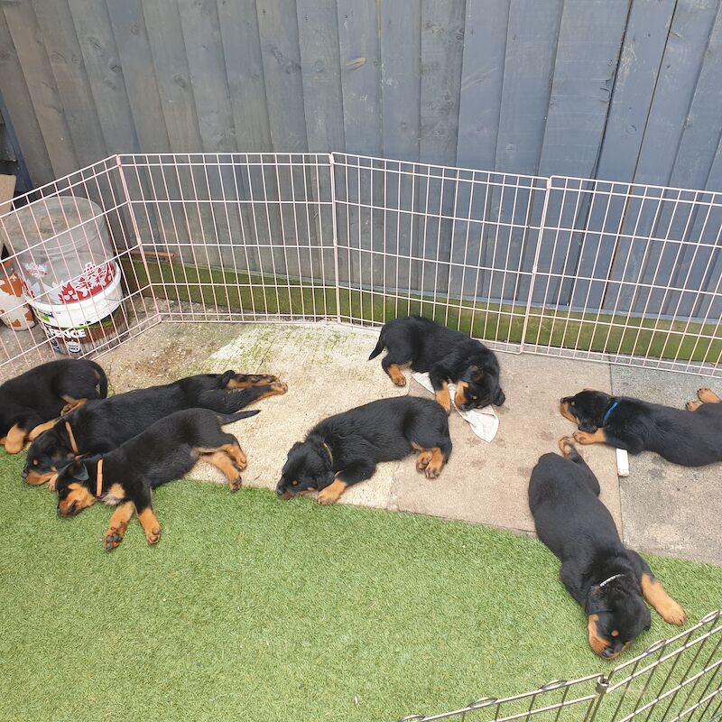 KC German Champion Bloodline Rottweiler for sale in Buckinghamshire - Image 13