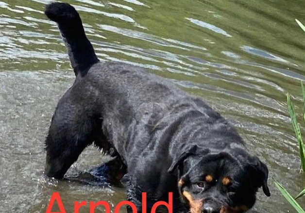 German Rottweiler puppies for sale in Dudley, West Midlands - Image 4