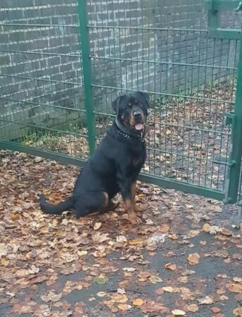 German Rottweiler Pups Available for sale in Smethwick, West Midlands - Image 1