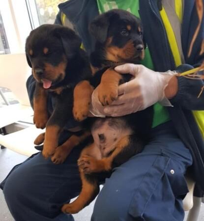 German Rottweiler Pups Available for sale in Smethwick, West Midlands - Image 2