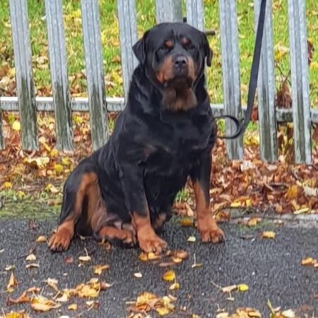 German Rottweiler Pups Available for sale in Smethwick, West Midlands - Image 3