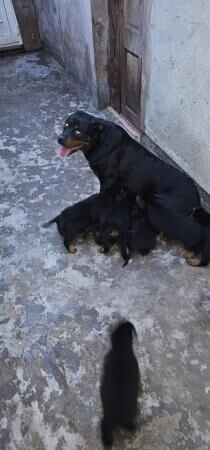 German Rottweiler Pups Available for sale in Smethwick, West Midlands - Image 4