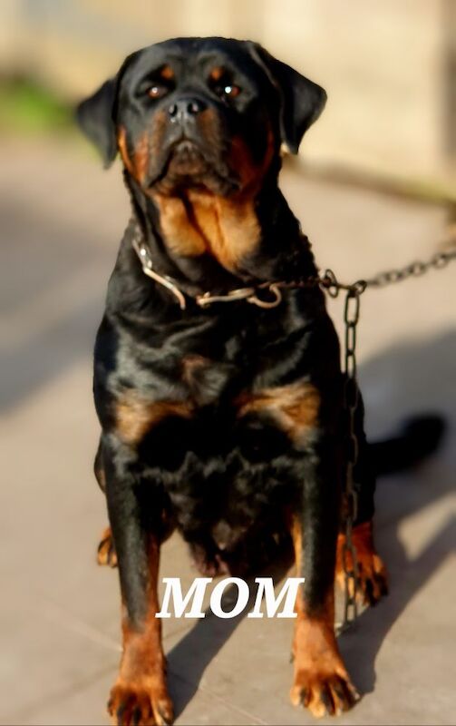 Germany female rottweiler for sale in Bilston, West Midlands