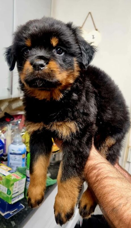 Germany rottweiler puppys for sale in Bilston, West Midlands