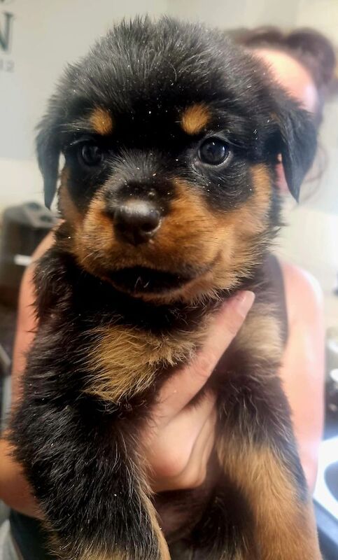 Germany rottweiler puppys for sale in Bilston, West Midlands - Image 2