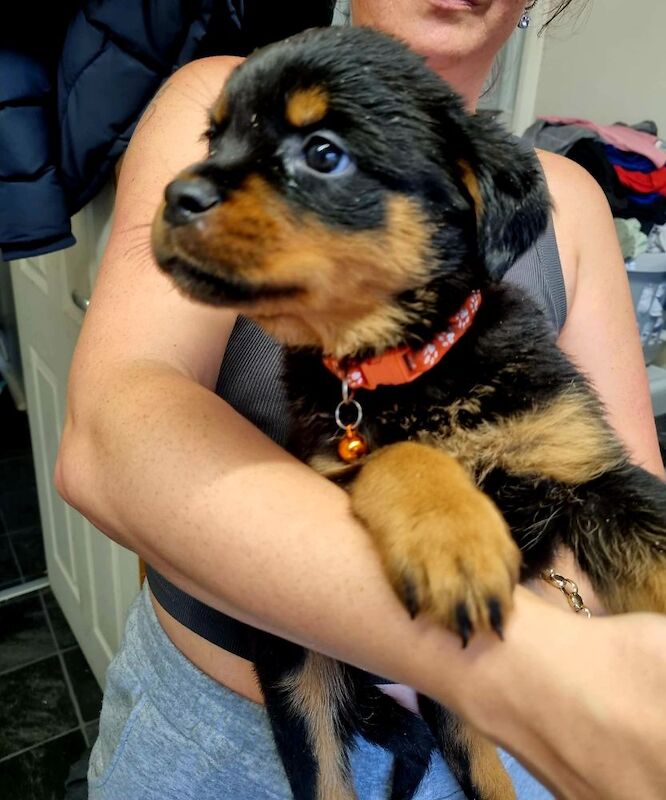 Germany rottweiler puppys for sale in Bilston, West Midlands - Image 3