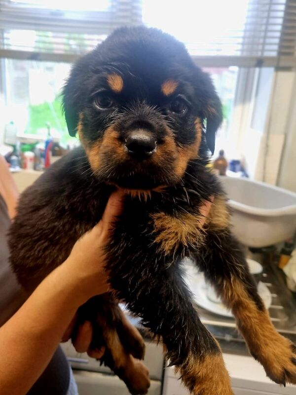 Germany rottweiler puppys for sale in Bilston, West Midlands - Image 4