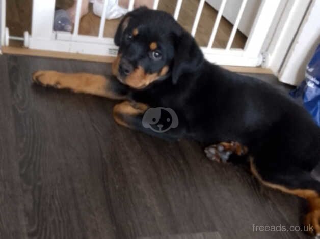 Girl Rottweiler for sale in Swansea/Abertawe, Swansea