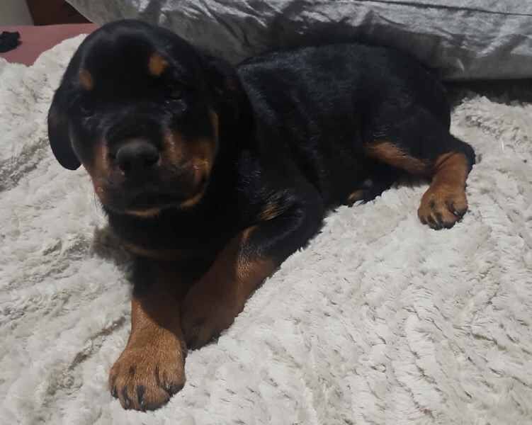 Girls & boys Rottweiler Puppies available for sale in Blackpool, Lancashire