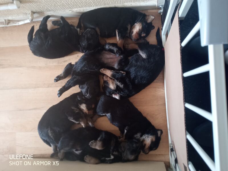 Golden Rottweiler puppies for sale in Raglan, Monmouthshire