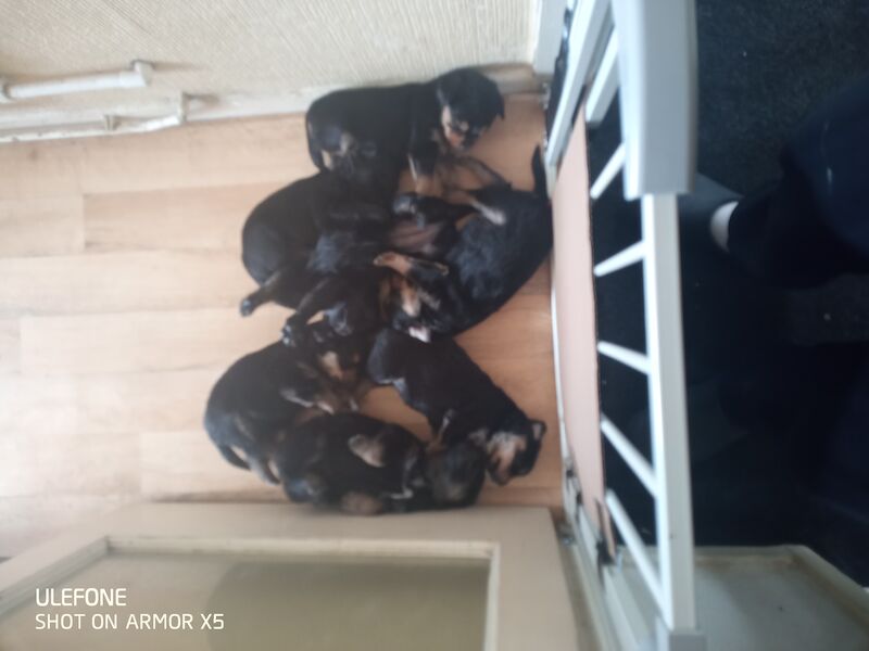 Golden Rottweiler puppies for sale in Raglan, Monmouthshire - Image 2