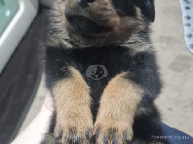 Gorgeous KC Reg Rottweiler pups £800-£1000 for sale in Birmingham, West Midlands