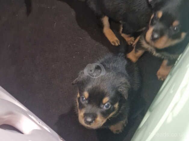 Gorgeous KC Reg Rottweiler pups £800-£1000 for sale in Birmingham, West Midlands - Image 2