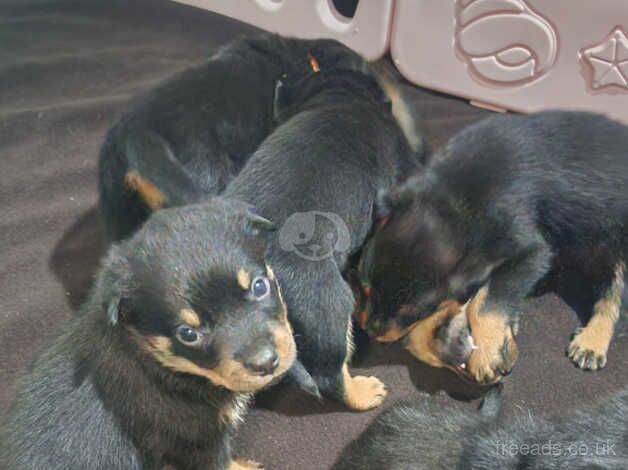 Gorgeous KC Reg Rottweiler pups £800-£1000 for sale in Birmingham, West Midlands - Image 3