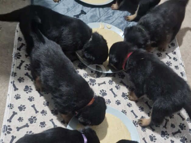 Gorgeous KC Reg Rottweiler pups £800-£1000 for sale in Birmingham, West Midlands - Image 4