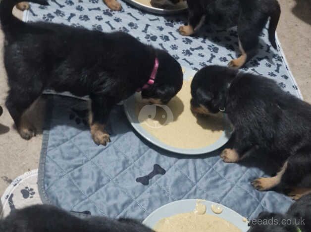 Gorgeous KC Reg Rottweiler pups £800-£1000 for sale in Birmingham, West Midlands - Image 5