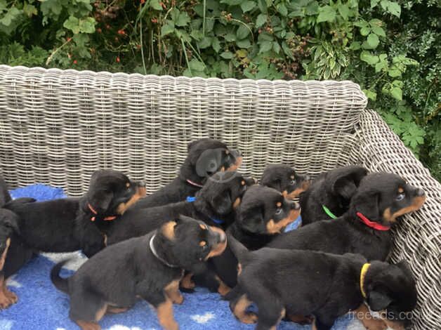 Gorgeous KCRegistered Rottweiler Puppies for sale in Bathgate, West Lothian