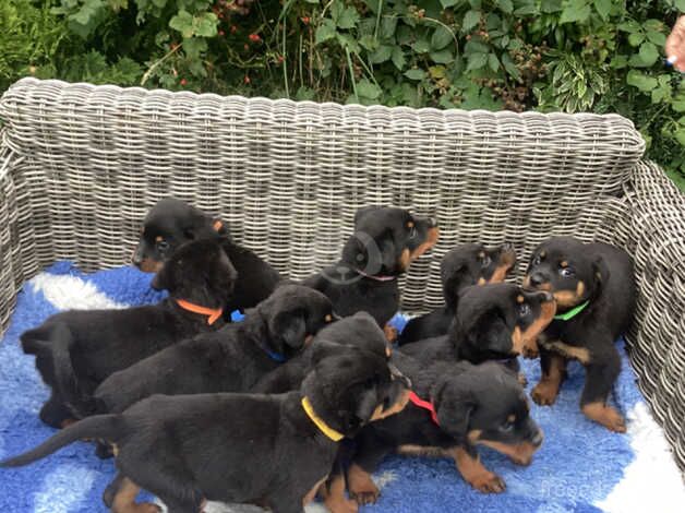 Gorgeous KCRegistered Rottweiler Puppies for sale in Bathgate, West Lothian - Image 2