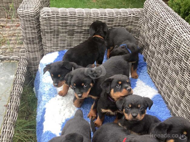 Gorgeous KCRegistered Rottweiler Puppies for sale in Bathgate, West Lothian - Image 3