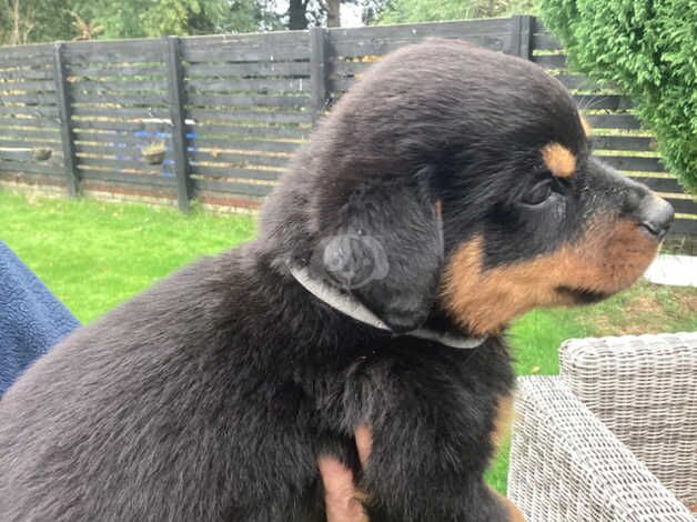 Gorgeous KCRegistered Rottweiler Puppies for sale in Bathgate, West Lothian - Image 4