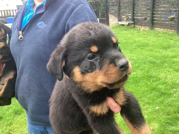 Gorgeous KCRegistered Rottweiler Puppies for sale in Bathgate, West Lothian - Image 5