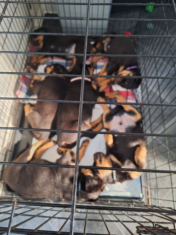 Gorgeous Rottweiler puppies for sale in Norwich, Norfolk