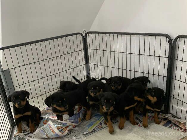 Gorgeous Rottweiler puppies ready now for sale in Harleston, Suffolk