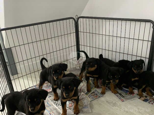 Gorgeous Rottweiler puppies ready now for sale in Harleston, Suffolk - Image 2