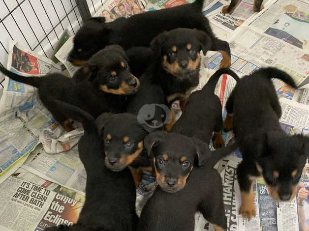 Gorgeous Rottweiler puppies ready now for sale in Harleston, Suffolk - Image 3