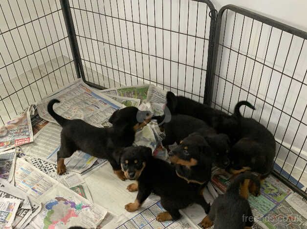 Gorgeous Rottweiler puppies ready now for sale in Harleston, Suffolk - Image 4