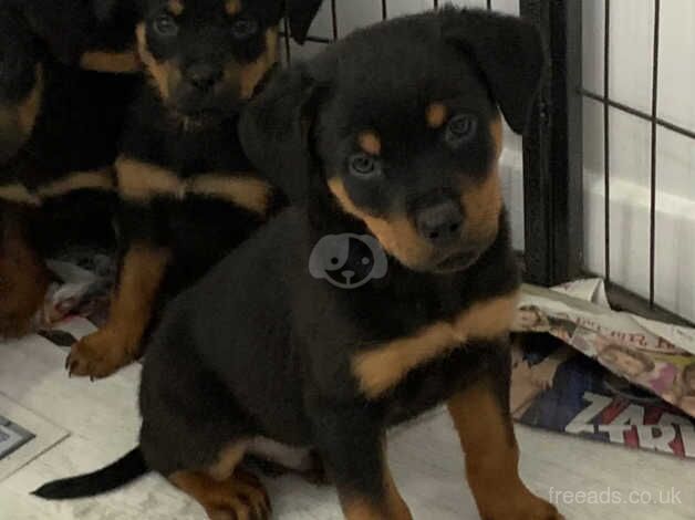 Gorgeous Rottweiler puppies ready now for sale in Harleston, Suffolk - Image 5