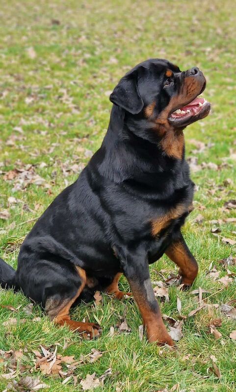 Female Rottweiler Dogs And Puppies For Sale In Horley, Surrey Under £2,500  From Private Sellers