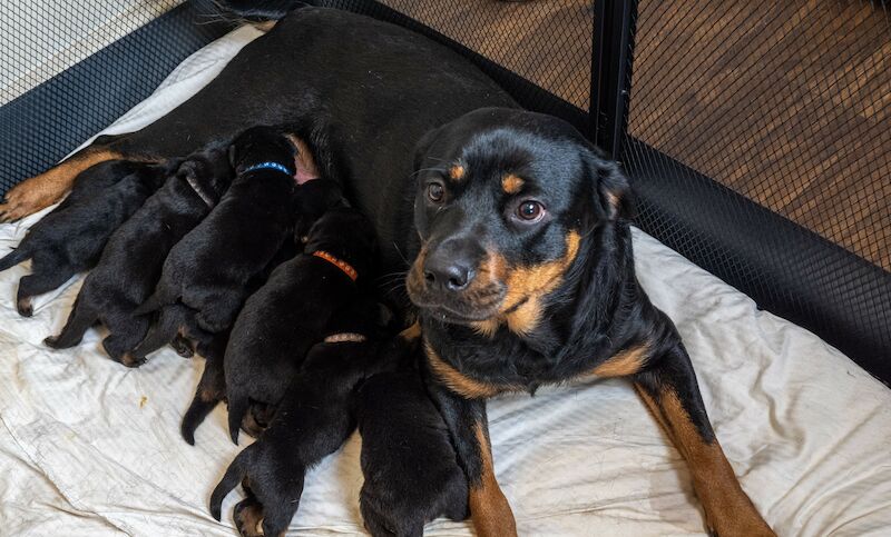 **ALL PUPS NOW SOLD** Gorgeous Rottweiler Pups KC Registered for sale in Iver, Buckinghamshire - Image 11