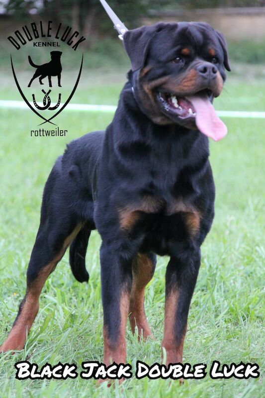 **ALL PUPS NOW SOLD** Gorgeous Rottweiler Pups KC Registered for sale in Iver, Buckinghamshire - Image 13