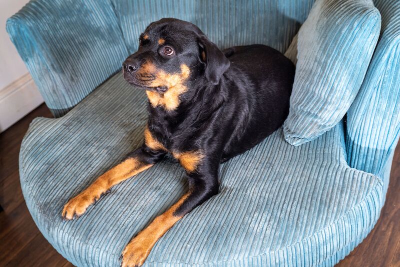 **ALL PUPS NOW SOLD** Gorgeous Rottweiler Pups KC Registered for sale in Iver, Buckinghamshire - Image 9