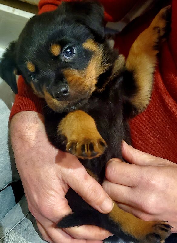 Kennel Club Registered Rottweiler Puppies For Sale