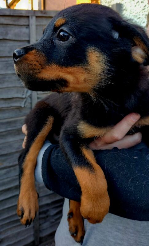 **ALL PUPS NOW SOLD** Gorgeous Rottweiler Pups KC Registered for sale in Iver, Buckinghamshire - Image 2