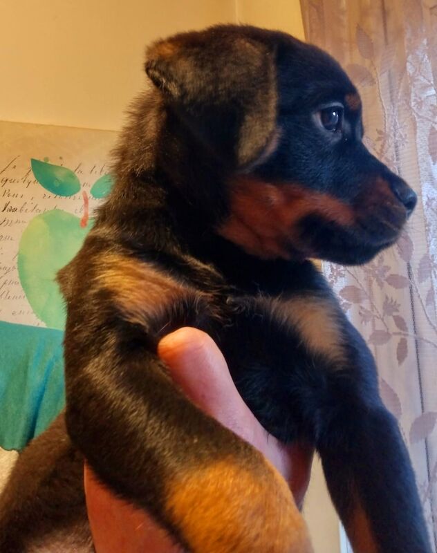 **ALL PUPS NOW SOLD** Gorgeous Rottweiler Pups KC Registered for sale in Iver, Buckinghamshire - Image 3