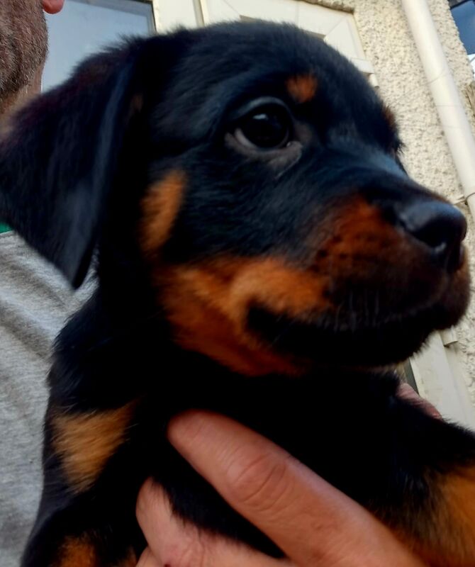 **ALL PUPS NOW SOLD** Gorgeous Rottweiler Pups KC Registered for sale in Iver, Buckinghamshire - Image 4