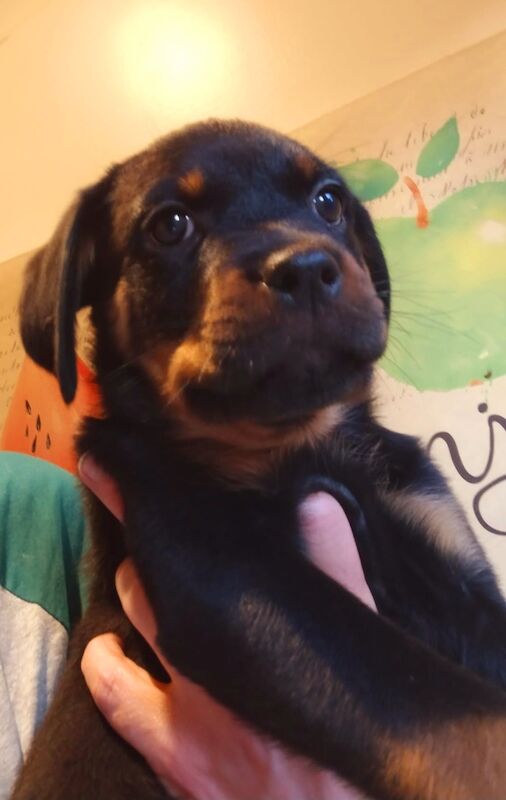 **ALL PUPS NOW SOLD** Gorgeous Rottweiler Pups KC Registered for sale in Iver, Buckinghamshire - Image 5