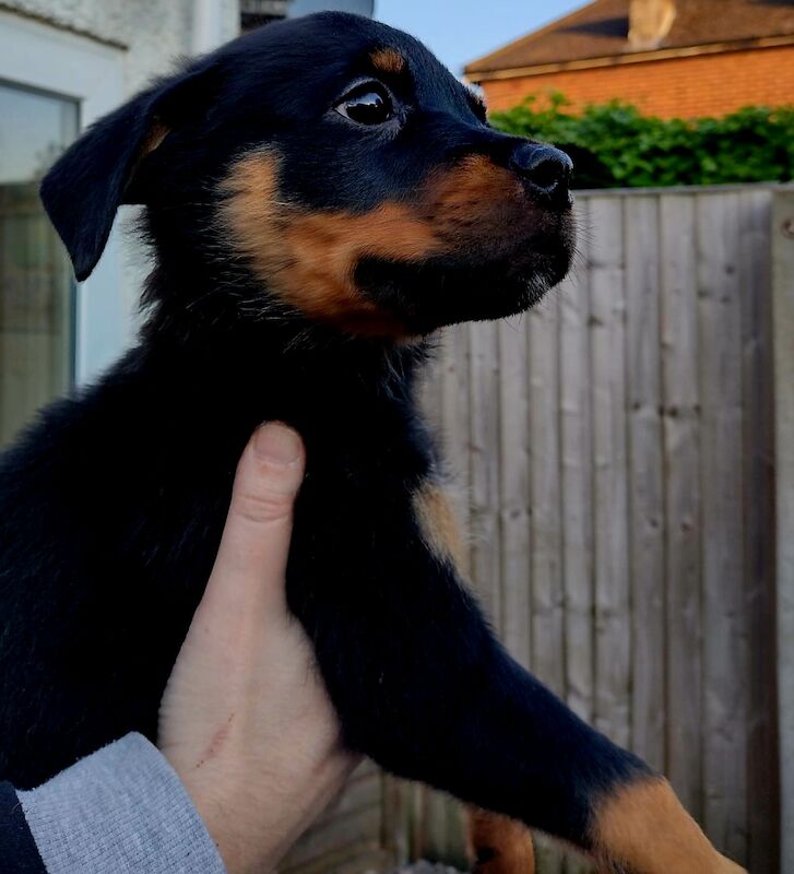 **ALL PUPS NOW SOLD** Gorgeous Rottweiler Pups KC Registered for sale in Iver, Buckinghamshire - Image 6