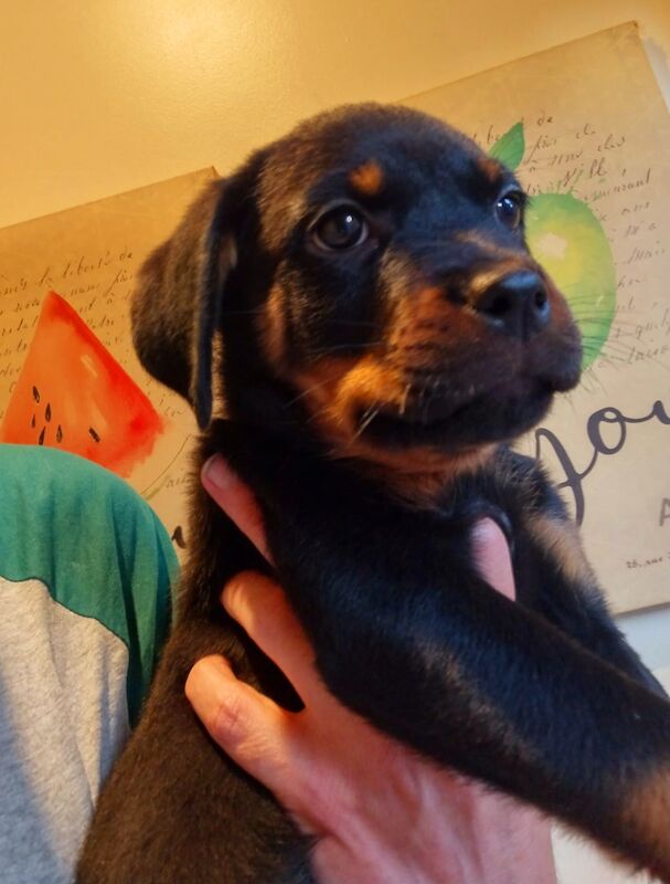 **ALL PUPS NOW SOLD** Gorgeous Rottweiler Pups KC Registered for sale in Iver, Buckinghamshire - Image 7