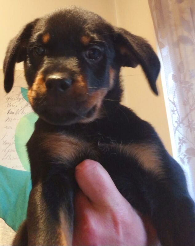 **ALL PUPS NOW SOLD** Gorgeous Rottweiler Pups KC Registered for sale in Iver, Buckinghamshire - Image 8