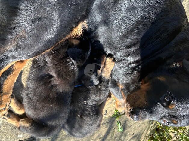 Halloween Rottweilers for sale in Canterbury, Kent